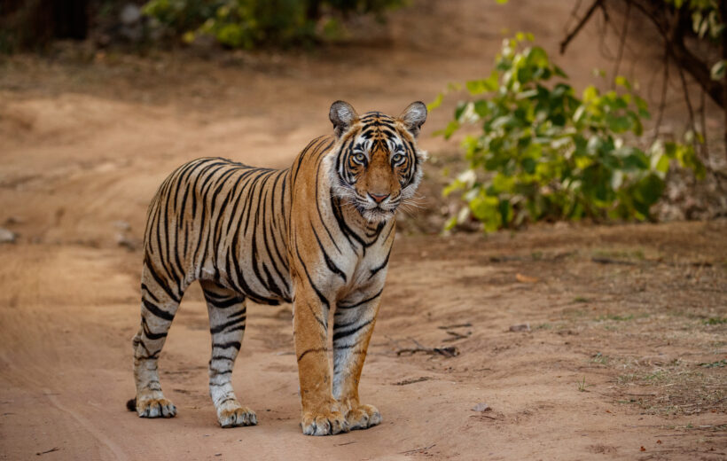 Overnight Tour to Amboseli Private Safari